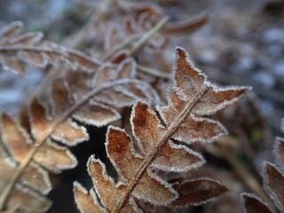 Frost Covered Ferns