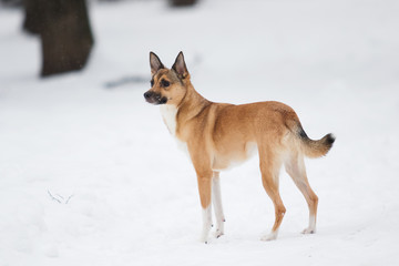 dog in the winter park