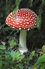 Fly agaric mushroom