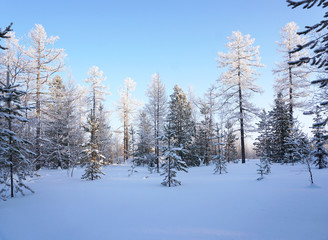 Winter landscape forest far north