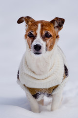 Dog breed Jack Russell Terrier sits on the snow.
