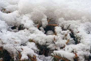 Close up of snow on the branches of spruce