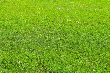 green grass on the lawn, background
