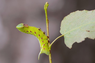 The unusual thick caterpillar of the sphingidae beautifully