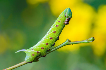 The unusual thick caterpillar of the sphingidae beautifully