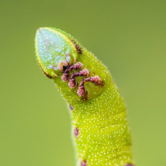 The unusual thick caterpillar of the sphingidae beautifully