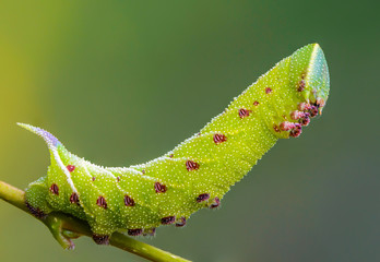 The unusual thick caterpillar of the sphingidae beautifully