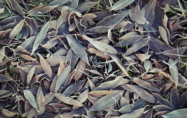  leaves and grass in