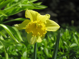 Jonquille ensoleill&eacute;e