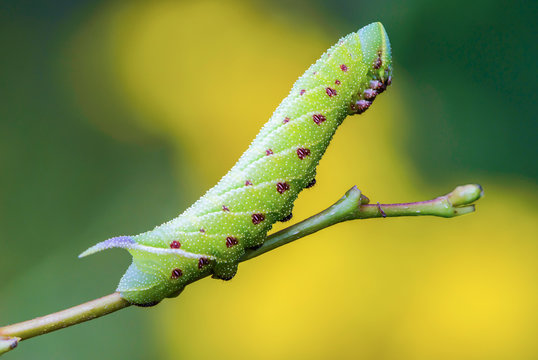 The unusual thick caterpillar of the sphingidae beautifully