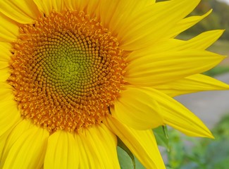 Obraz premium Sonnenblume