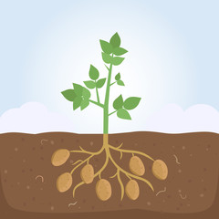 Potato Plant with Leaves and Roots