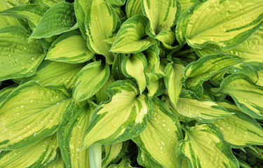 Obraz premium Variegated Liberty Hosta