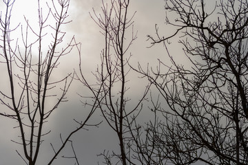 Branches of trees without leaves and sky in the background