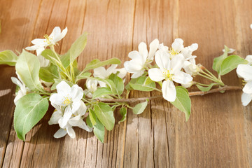 Sprig of apple flowers on a wooden background
