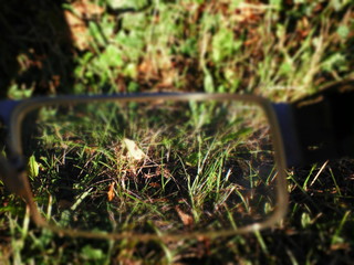 brille grün gras natur umwelt makro