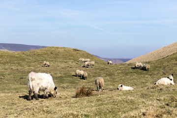 Obraz premium Sheep in field and countryside grazing blue sky