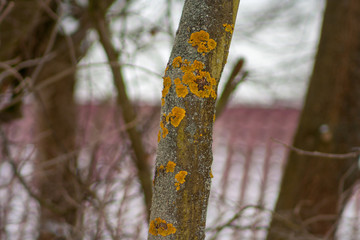 close up tree trunk covered with yellow lichen and fungus