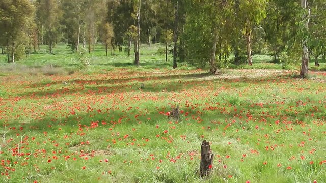 Spring, desert, animon flowers sway in the wind
