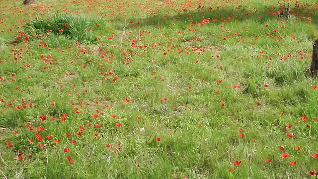 Spring, desert, animon flowers sway in the wind