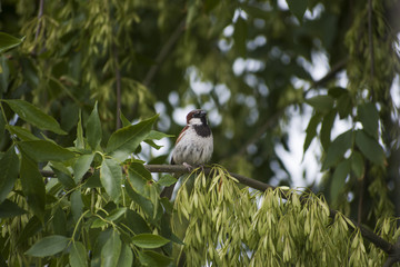 Bird in a tree 1
