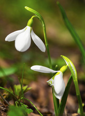 Beautiful snowdrop flowers closeup