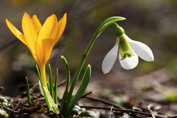 Beautiful spring flowers - snowdrop and yellow crocus closeup