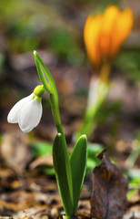 Beautiful spring flowers - snowdrop and yellow crocus closeup