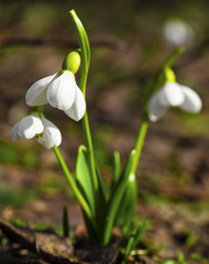 Beautiful snowdrop flowers closeup