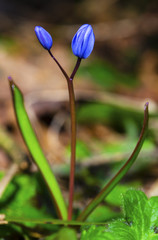 Beautiful blue squill closeup