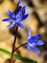 Beautiful blue squill closeup