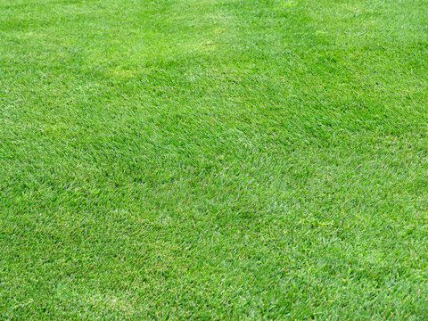 perfect lawn green grass background