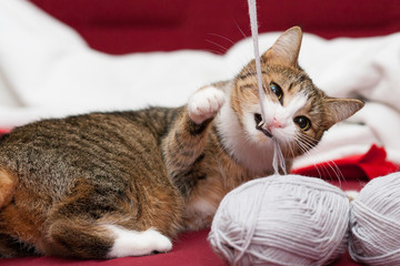 Katze