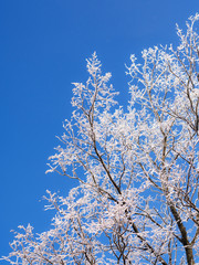 branches of trees in a hoarfrost