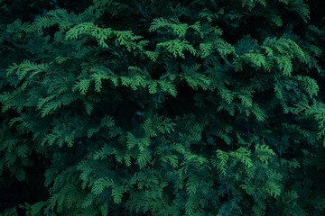 Fototapeta na wymiar Green leaves Pine trees. Abstract nature background