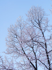 trees in winter
