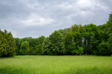 Spring landscape with meadow, flowering chestnut and other trees. ..Park 
