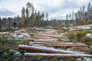 Fototapeta na wymiar timber after a harvester in a swedish forest with snow