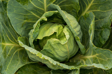 Obraz premium big fresh cabbage