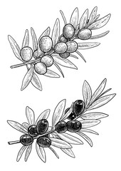Olive branch, with leaves illustration, drawing, engraving, ink, line art, vector