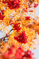 Red berries and vivid yellow autumn leaves on a rowan tree in october
