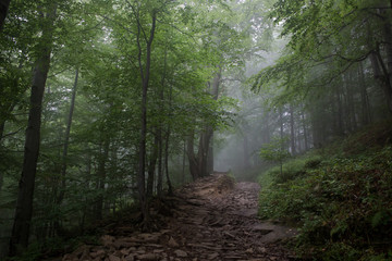 Mgła w bieszczadach
