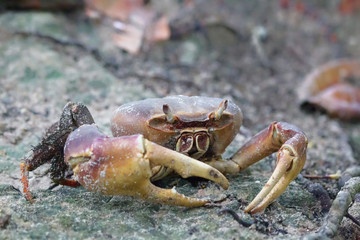 Aldabra-Landkrabbe (Cardisoma carnifex) im Sand auf Praslin, Seychellen.
