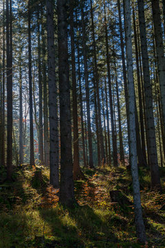 Dunkler Fichtenwald auf den Bergen bei Pfronten im Allgäu in Bayern, Deutschland. © DirkR