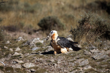 The bearded vulture (Gypaetus barbatus), also known as the lammergeier or ossifrage on the feeder