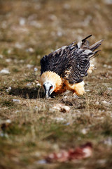 The bearded vulture (Gypaetus barbatus), also known as the lammergeier or ossifrage on the feeder
