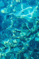 Photograph of some fish in the crystal clear waters of Menorca.