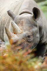 Fototapeta premium The black rhinoceros or hook-lipped rhinoceros (Diceros bicornis), portrait.