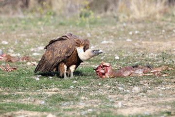 The griffon vulture (Gyps fulvus) on the feeder.One of the last scavenger himself at the remnants of the carcass.