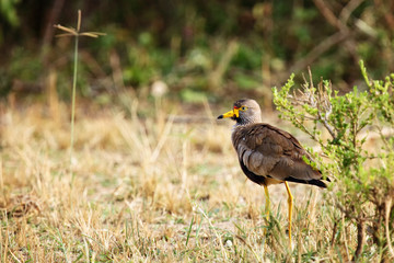 The African wattled lapwing or Senegal wattled plover (Vanellus senegallus) in the bush on the river bank.